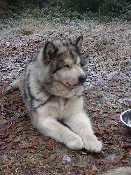 Alaskan Malamute
